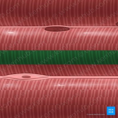 Miofibrilla (Myofibrilla); Imagen: Tal Bavli Ziv