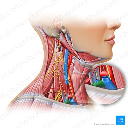 Vena subclavia; Imagen: Paul Kim