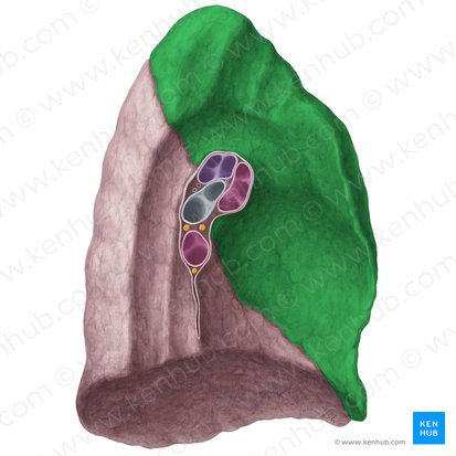 Superior lobe of left lung (Lobus superior pulmonis sinistri); Image: Yousun Koh