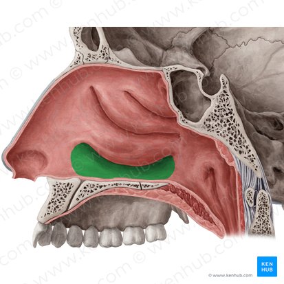 Meato nasal inferior (Meatus nasalis inferior); Imagen: Yousun Koh