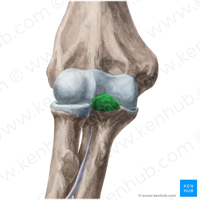 Processo coronoide da ulna (Processus coronoideus ulnae); Imagem: Yousun Koh