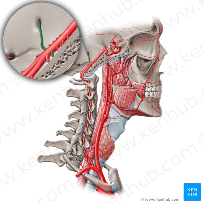 Labyrinthine artery (Arteria labyrinthi); Image: Paul Kim