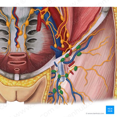 Nodi lymphoidei inguinales superficiales (Oberflächliche Leistenlymphknoten); Bild: Irina Münstermann