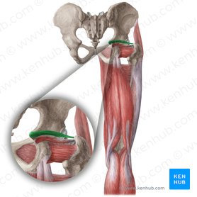Músculo gêmeo superior (Musculus gemellus superior); Imagem: Liene Znotina