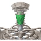 Kehlkopfknorpel und -gelenke