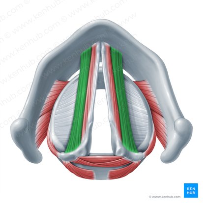 Musculus thyroarytenoideus (Schildknorpel-Stellknorpel-Muskel); Bild: Paul Kim