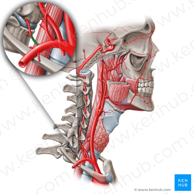 Tronco costocervical (Truncus costocervicalis); Imagen: Paul Kim