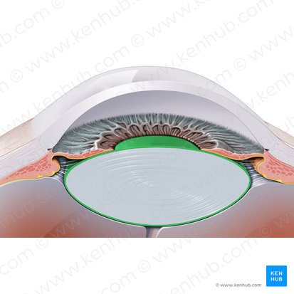 Cápsula do cristalino (Capsula lentis); Imagem: Paul Kim