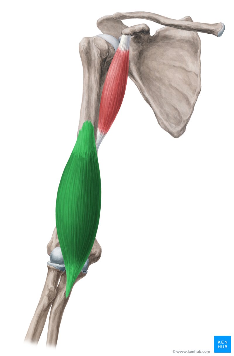 Biceps brachii функция. Сухожилие бицепса плеча анатомия. Теносиновит сухожилия длинной головки бицепса. Triceps brachii анатомия. Трехглавая мышца плеча анатомия.