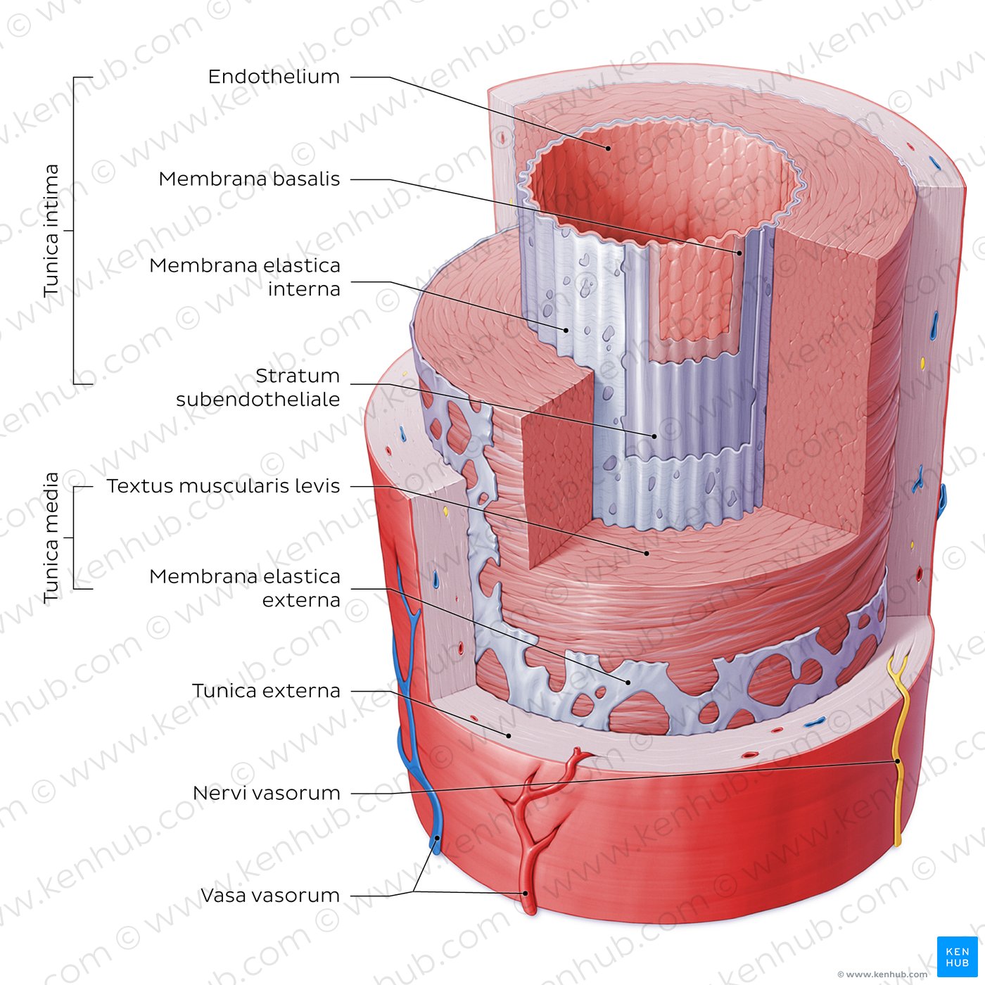 Aufbau der Gefäßwand: Arterie
