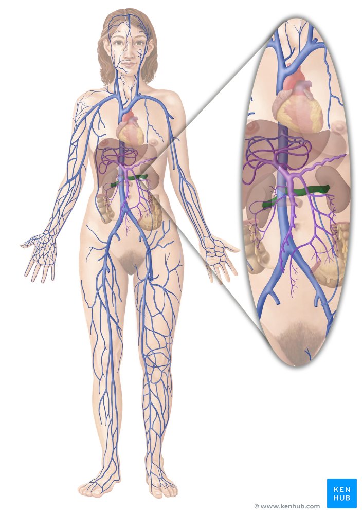 Renal vein - ventral view