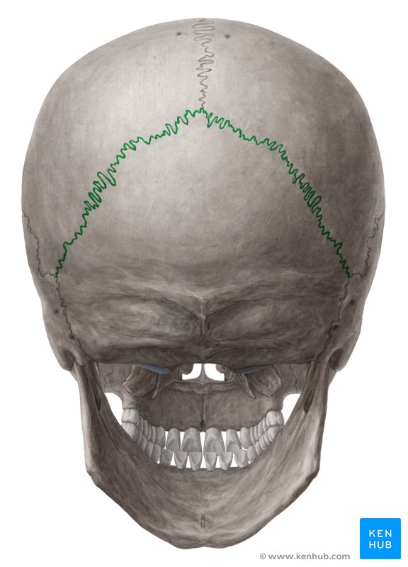 Skull Anatomy - Cranial Bone and Suture Labeled Diagram, Names