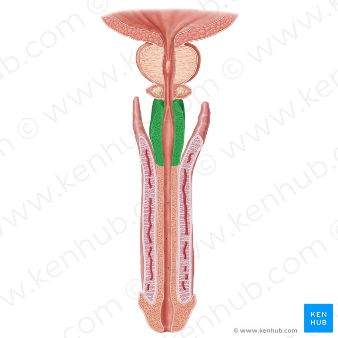 Bulb of penis (Bulbus penis); Image: Samantha Zimmerman