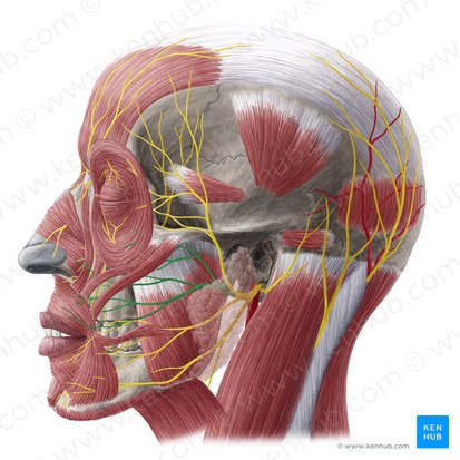 Ramos cigomáticos del nervio facial (Rami zygomatici nervi facialis); Imagen: Yousun Koh