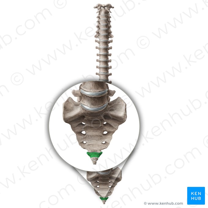 Vértebra Co1 (Vertebra Co1); Imagem: Paul Kim