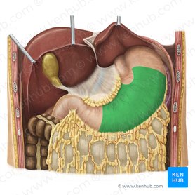 Body of stomach (Corpus gastris); Image: Irina Münstermann
