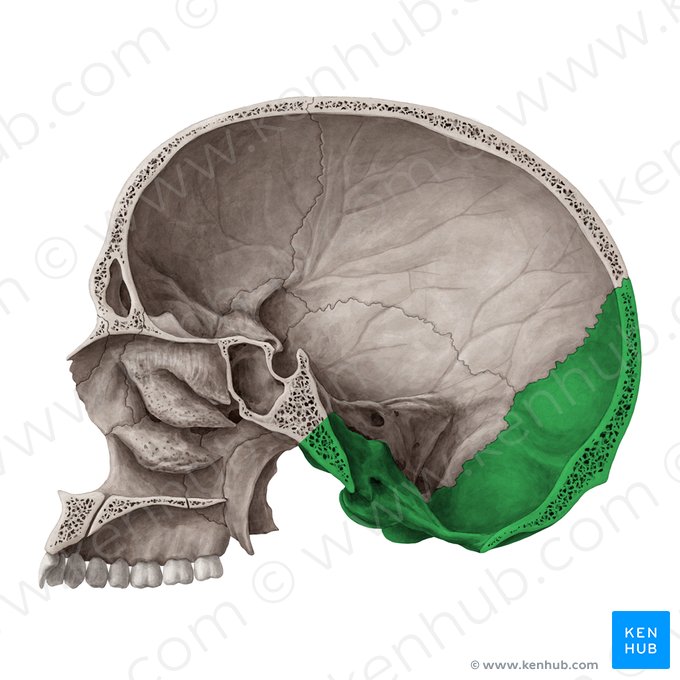 Occipital bone (Os occipitale); Image: Yousun Koh