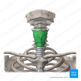 Larynx; Image: Yousun Koh