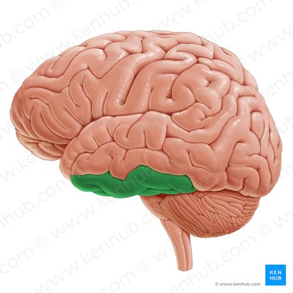 Inferior temporal gyrus (Gyrus temporalis inferior); Image: Paul Kim