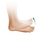 Dorsiflexion of the foot