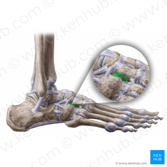 Ligamento cuneocubóideo dorsal (Ligamentum cuneocuboideum dorsale); Imagem: Liene Znotina