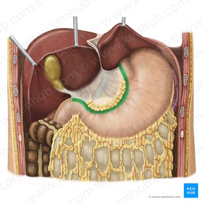 Lesser curvature of stomach (Curvatura minor gastris); Image: Irina Münstermann