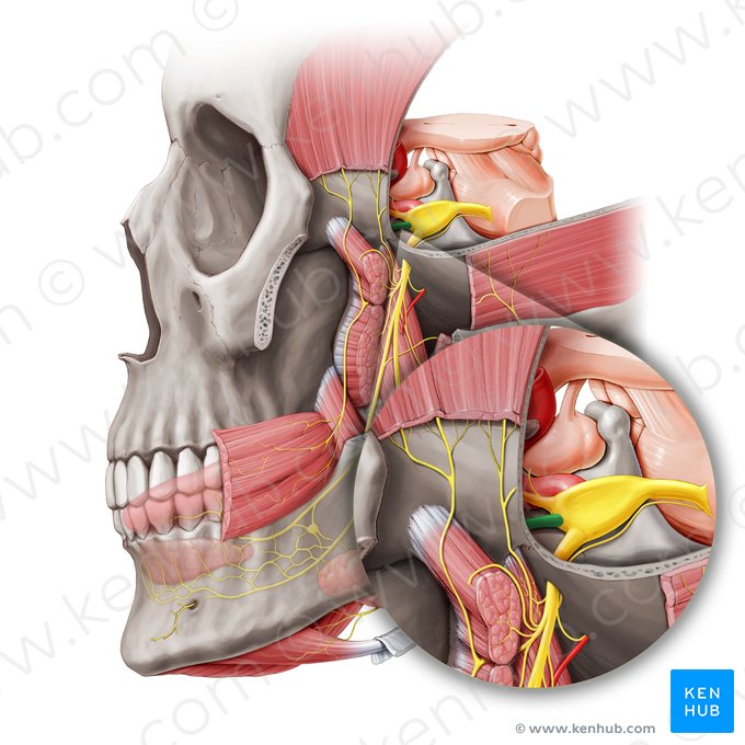 Nervio maxilar (Nervus maxillaris); Imagen: Paul Kim