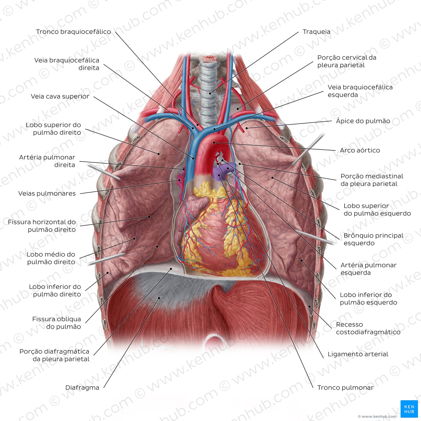 Visão geral dos pulmões in situ - vista anterior