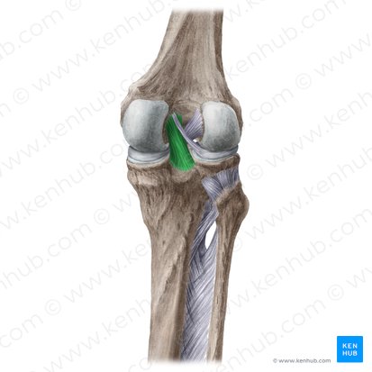 Ligament croisé postérieur (Ligamentum cruciatum posterius); Image : Liene Znotina