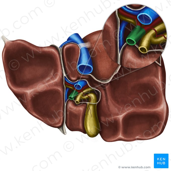 Proper hepatic artery (Arteria hepatica propria); Image: Irina Münstermann