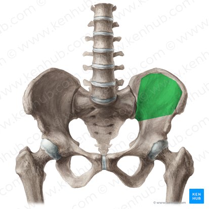 Iliac fossa (Fossa iliaca); Image: Liene Znotina