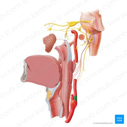 Carotid sinus (Sinus carotidis); Image: Paul Kim