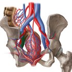 Venen, Lymphgefäße und Nerven des Beckens