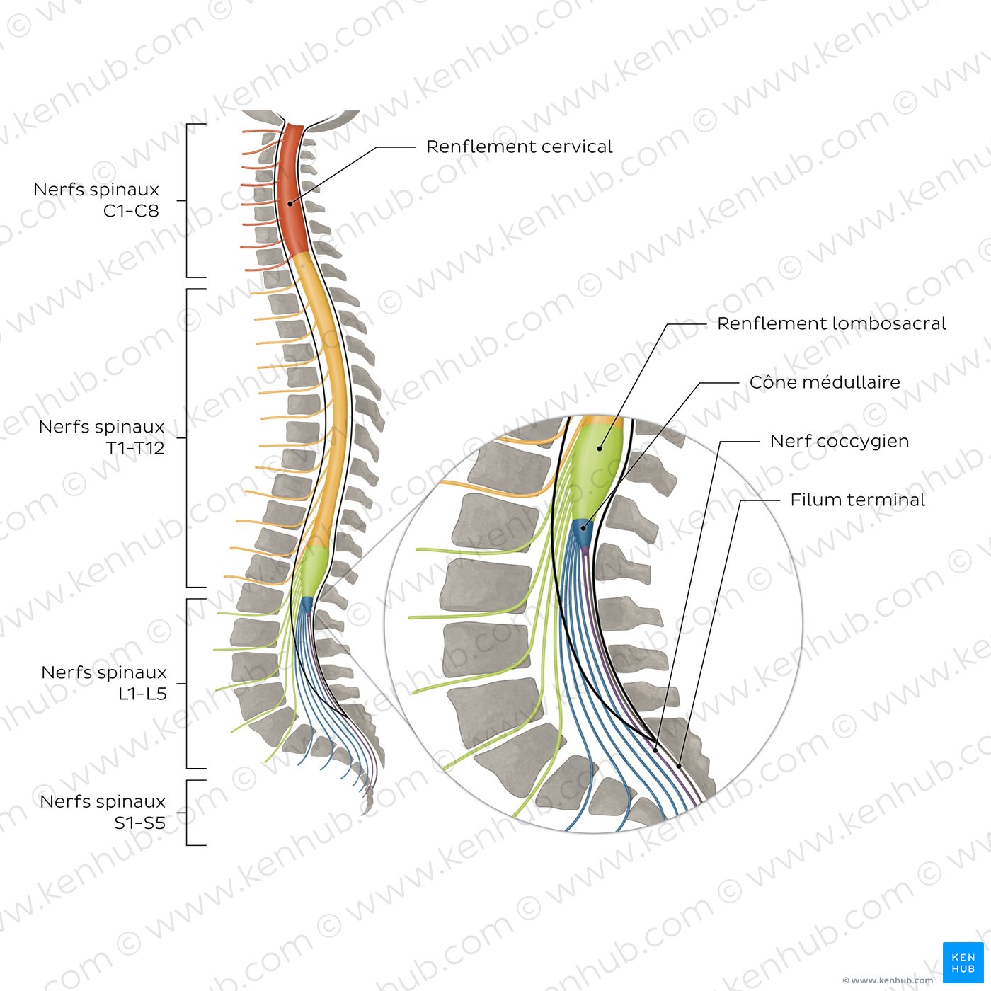 Nerfs spinaux (schéma)