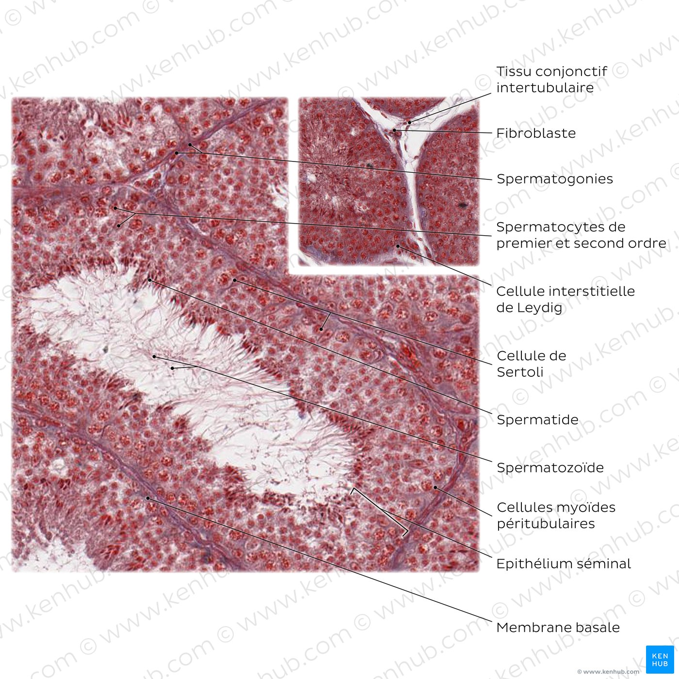 Histologie du testicule