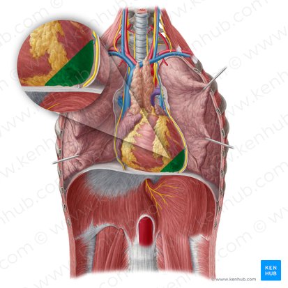 Apex of heart (Apex cordis); Image: Yousun Koh