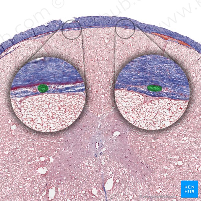 Artérias espinais posteriores (Arteriae spinales posteriores); Imagem: 