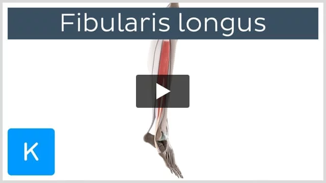 Fibularis longus muscle: Origin, insertion, actions
