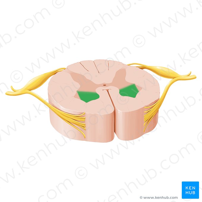 Corno anterior da medula espinal (Cornu anterius medullae spinalis); Imagem: Paul Kim