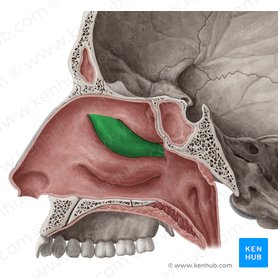 Concha nasal média (Concha media nasi ossis ethmoidalis); Imagem: Yousun Koh