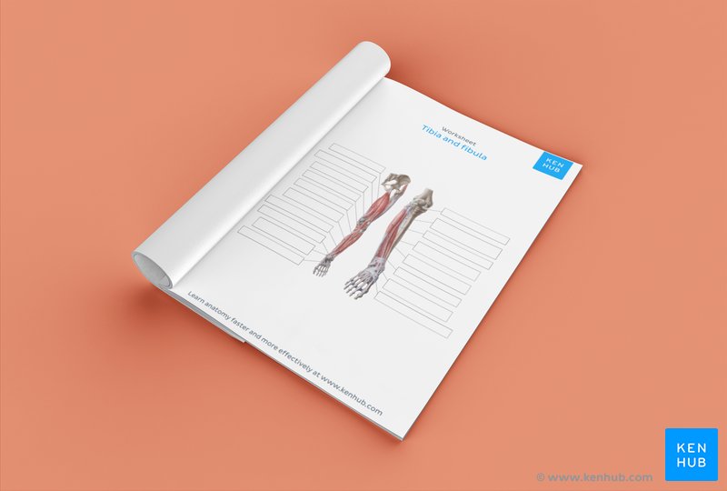 Unlabeled diagram showing the muscles of the leg (download free PDF below!)