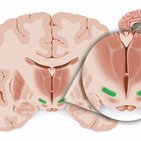 Subthalamus