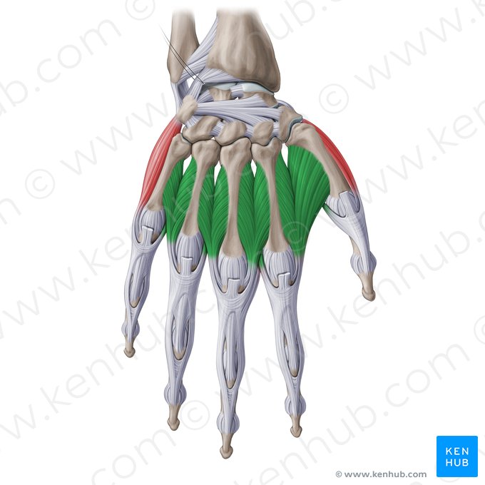 Dorsal interossei muscles of hand (Musculi interossei dorsales manus); Image: Paul Kim