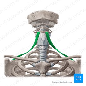 Omohyoid muscle (Musculus omohyoideus); Image: Yousun Koh