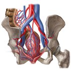 Vascularización e inervación del recto y canal anal 