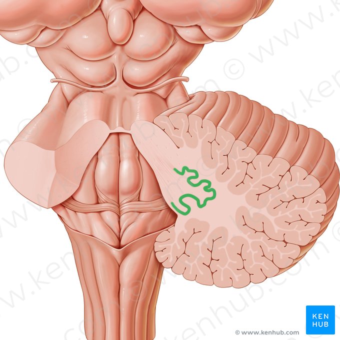 Dentate nucleus (Nucleus dentatus); Image: Paul Kim