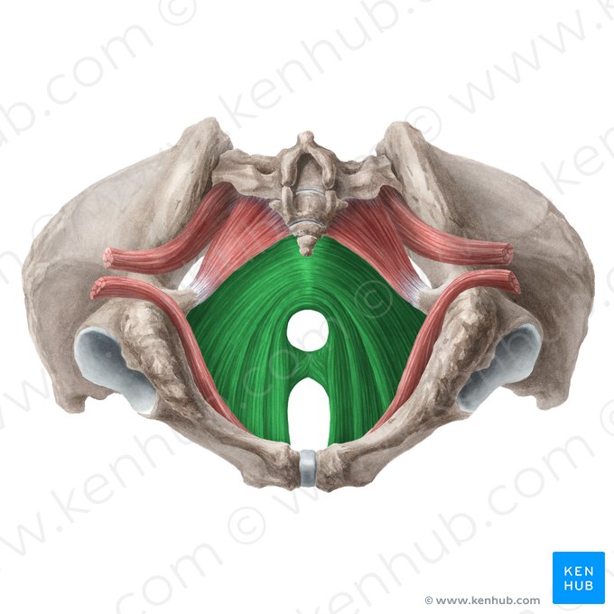 Músculo levantador do ânus (Musculus levator ani); Imagem: Liene Znotina