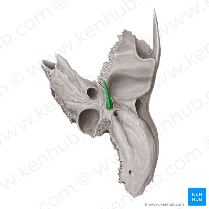 Proceso estiloides del hueso temporal (Processus styloideus ossis temporalis); Imagen: Samantha Zimmerman