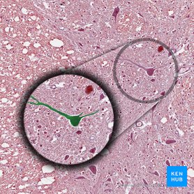 Types of cells in the human body: Histology | Kenhub