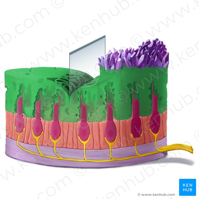 Statoconial membrane (Membrana statoconiorum); Image: Tal Bavli Ziv